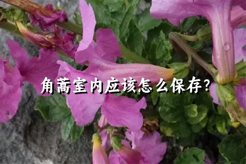 角蒿室内应该怎么保存？