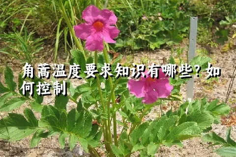 角蒿温度要求知识有哪些？如何控制