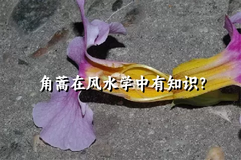 角蒿在风水学中有知识？