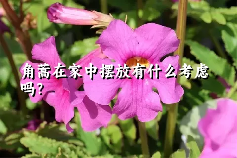 角蒿在家中摆放有什么考虑吗？