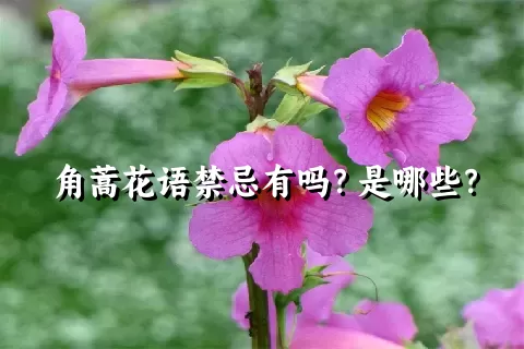 角蒿花语禁忌有吗？是哪些？