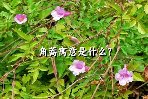 角蒿寓意是什么？