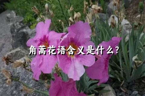 角蒿花语含义是什么？