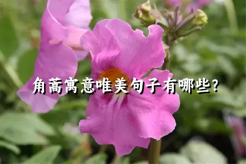 角蒿寓意唯美句子有哪些？