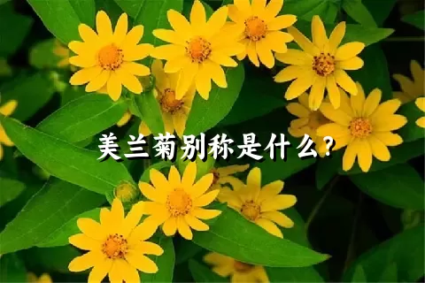 美兰菊别称是什么？