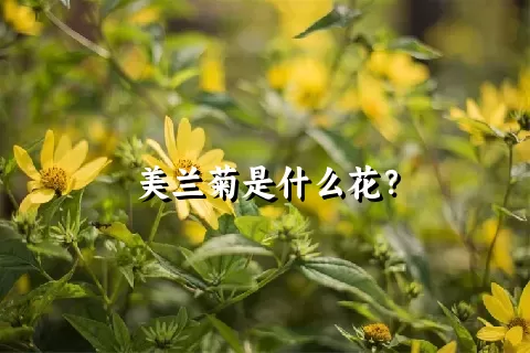 美兰菊是什么花？