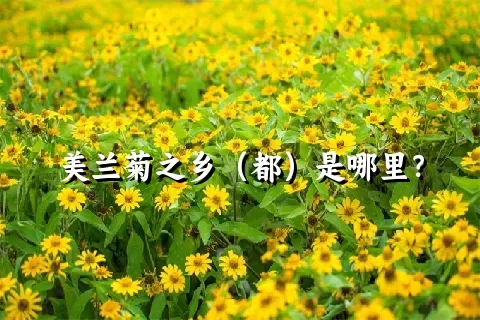 美兰菊之乡（都）是哪里？