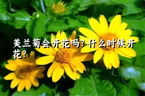 美兰菊会开花吗？什么时候开花？
