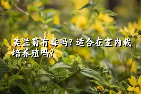 美兰菊有毒吗？适合在室内栽培养殖吗？