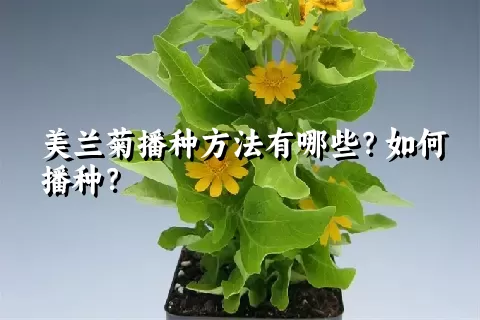 美兰菊播种方法有哪些？如何播种？