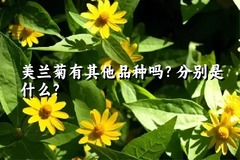 美兰菊有其他品种吗？分别是什么？