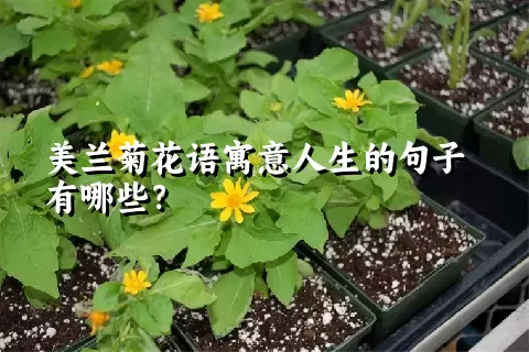 美兰菊花语寓意人生的句子有哪些？
