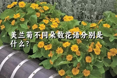 美兰菊不同朵数花语分别是什么？