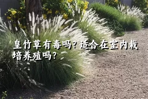 皇竹草有毒吗？适合在室内栽培养殖吗？