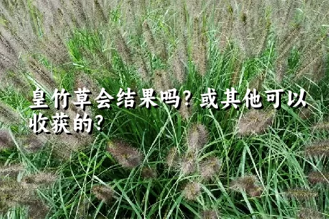 皇竹草会结果吗？或其他可以收获的？
