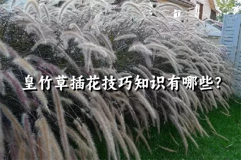 皇竹草插花技巧知识有哪些？