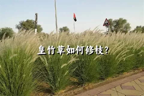 皇竹草如何修枝？