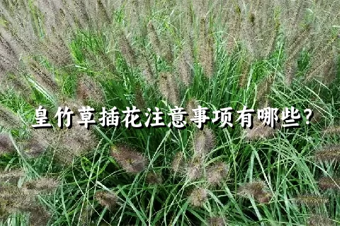 皇竹草插花注意事项有哪些？