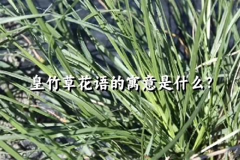 皇竹草花语的寓意是什么？
