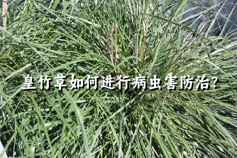 皇竹草如何进行病虫害防治？