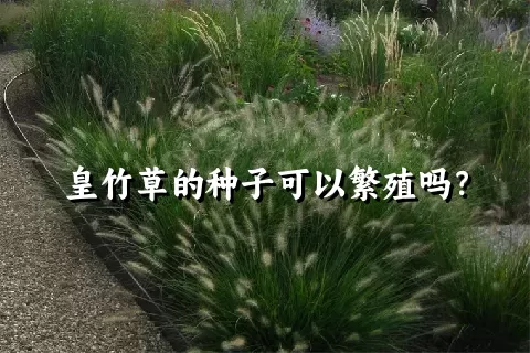 皇竹草的种子可以繁殖吗？