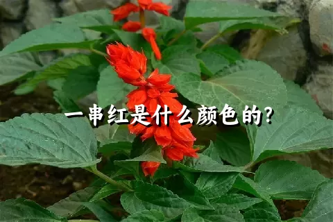 一串红是什么颜色的？