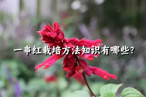 一串红栽培方法知识有哪些？