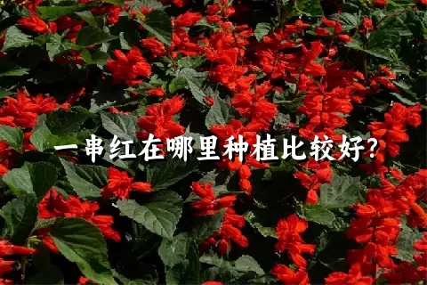 一串红在哪里种植比较好？