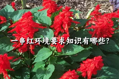 一串红环境要求知识有哪些？