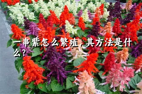 一串紫怎么繁殖，其方法是什么？