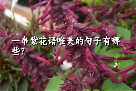一串紫花语唯美的句子有哪些？