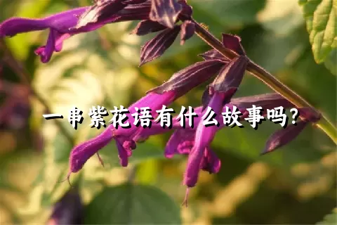 一串紫花语有什么故事吗？