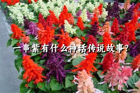 一串紫有什么神话传说故事？