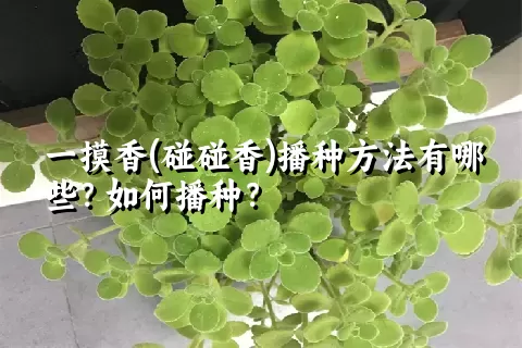一摸香(碰碰香)播种方法有哪些？如何播种？