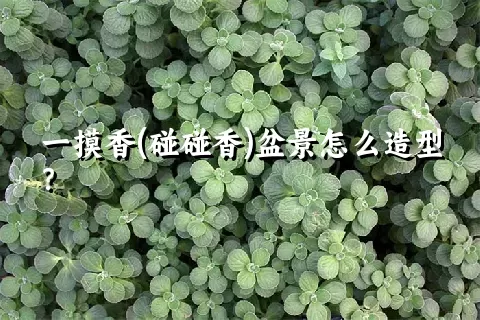 一摸香(碰碰香)盆景怎么造型？