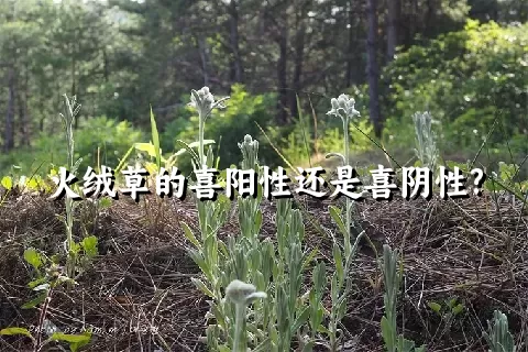 火绒草的喜阳性还是喜阴性?