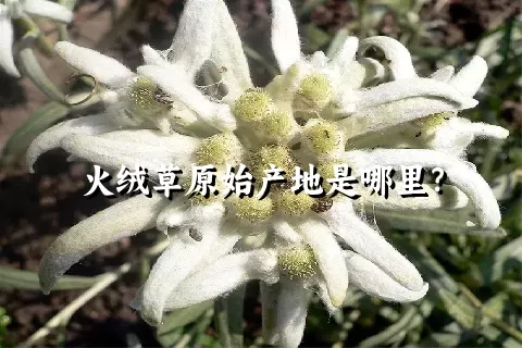 火绒草原始产地是哪里？