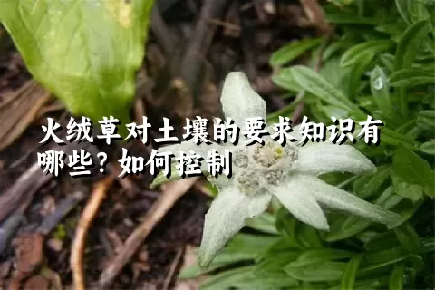 火绒草对土壤的要求知识有哪些？如何控制