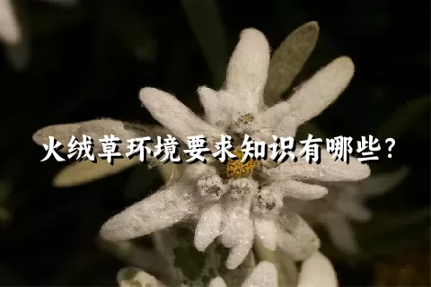 火绒草环境要求知识有哪些？