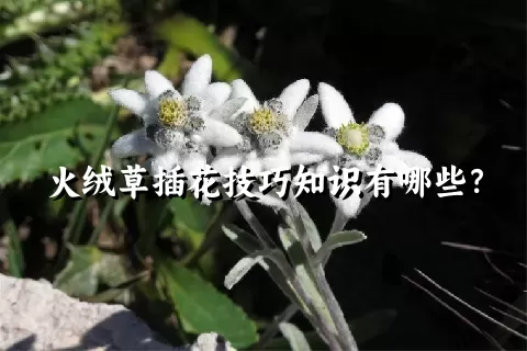 火绒草插花技巧知识有哪些？