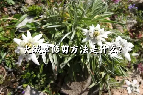 火绒草修剪方法是什么？