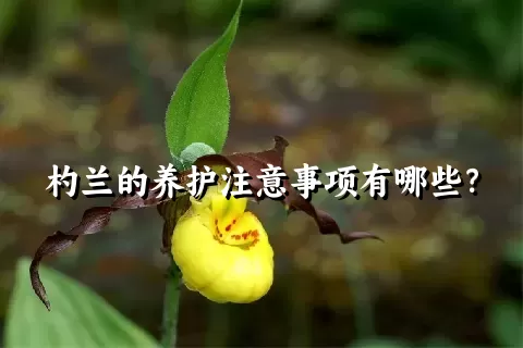 杓兰的养护注意事项有哪些？