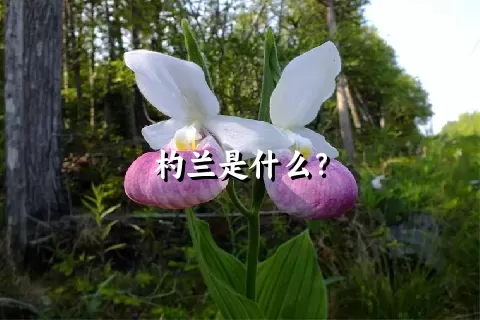 杓兰是什么？