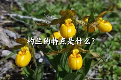 杓兰的特点是什么？