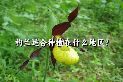 杓兰适合种植在什么地区？
