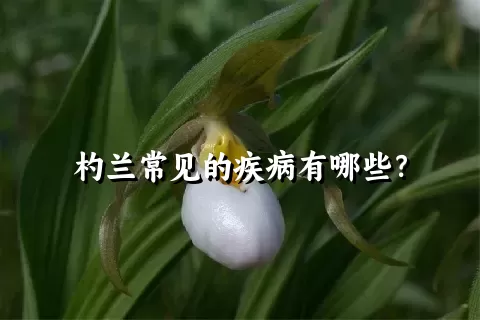 杓兰常见的疾病有哪些？