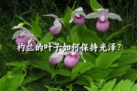 杓兰的叶子如何保持光泽？
