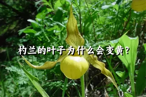 杓兰的叶子为什么会变黄？