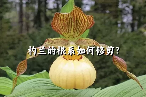 杓兰的根系如何修剪？