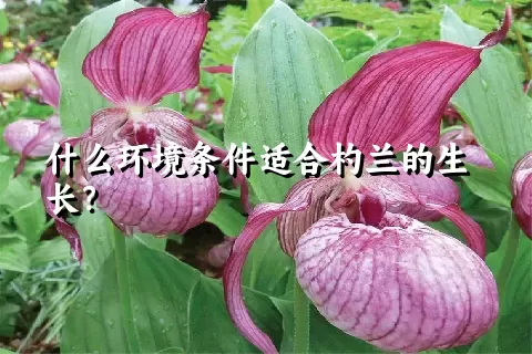什么环境条件适合杓兰的生长？